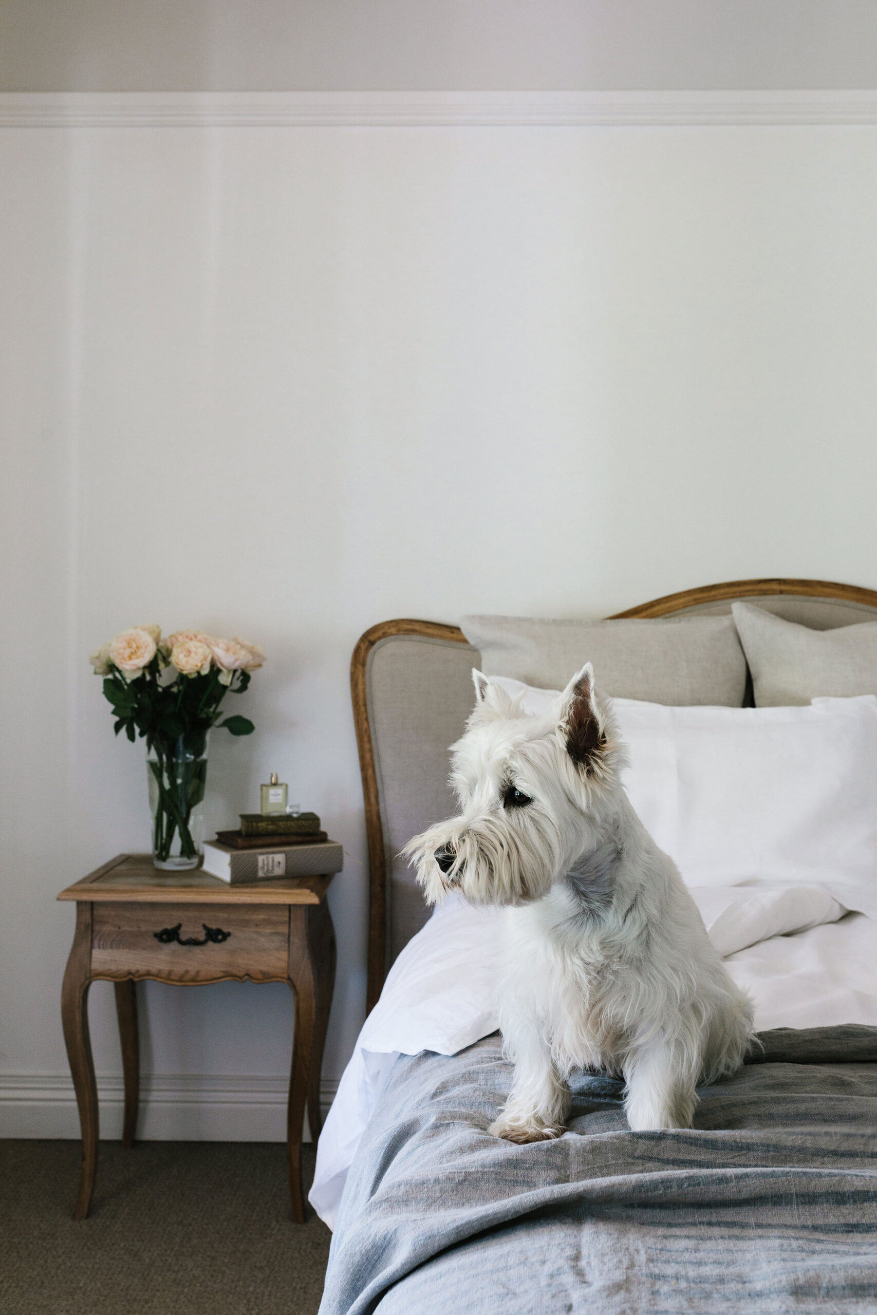 Terrier dog on the bed