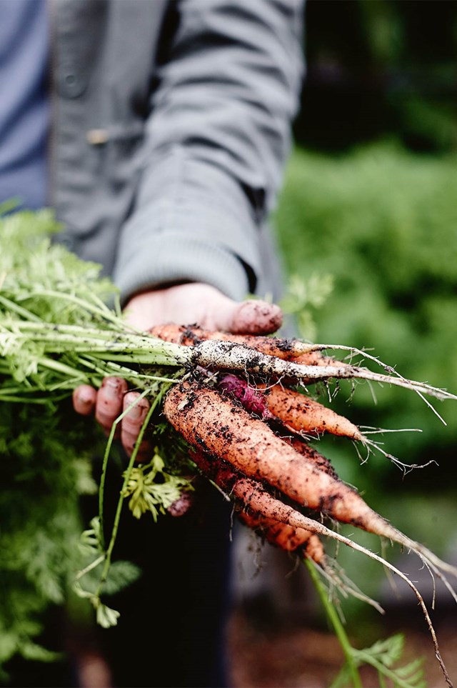 Fresh picked carrots