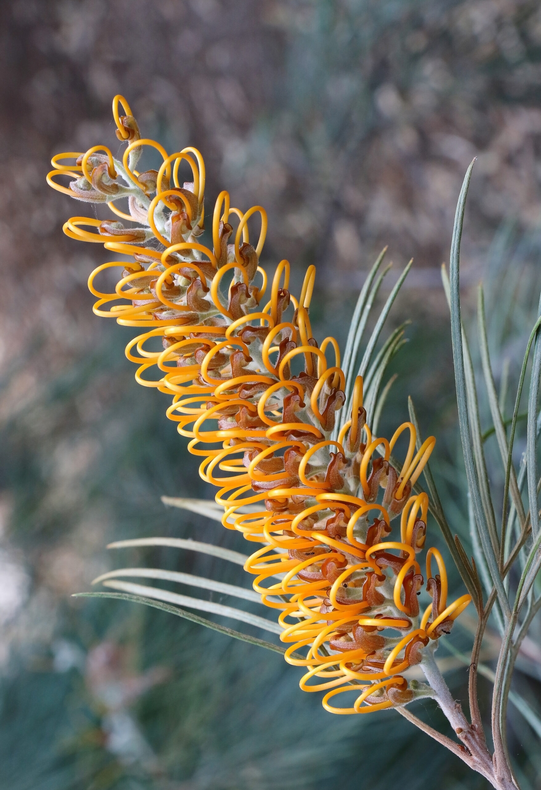 Flower of a Grevillea Deua Gold