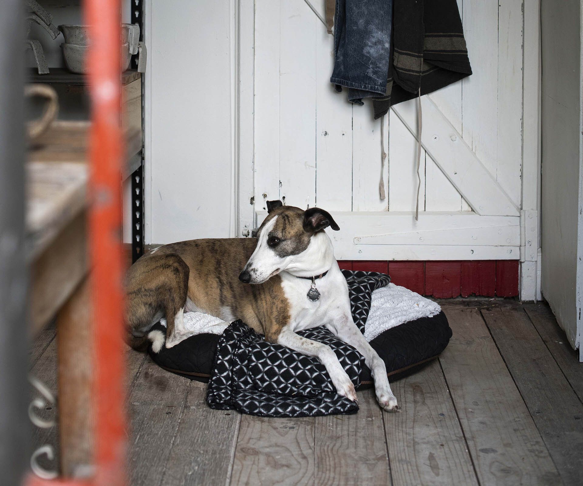 10 most stylish dog beds for all breeds