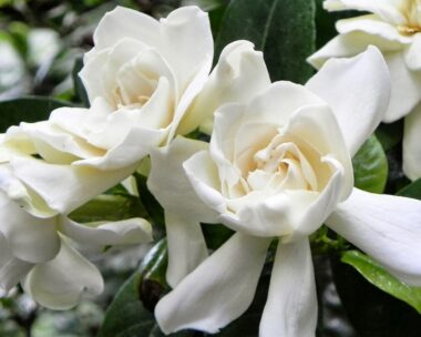 Gardenias