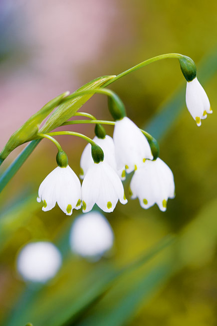 Snowdrop flowers
