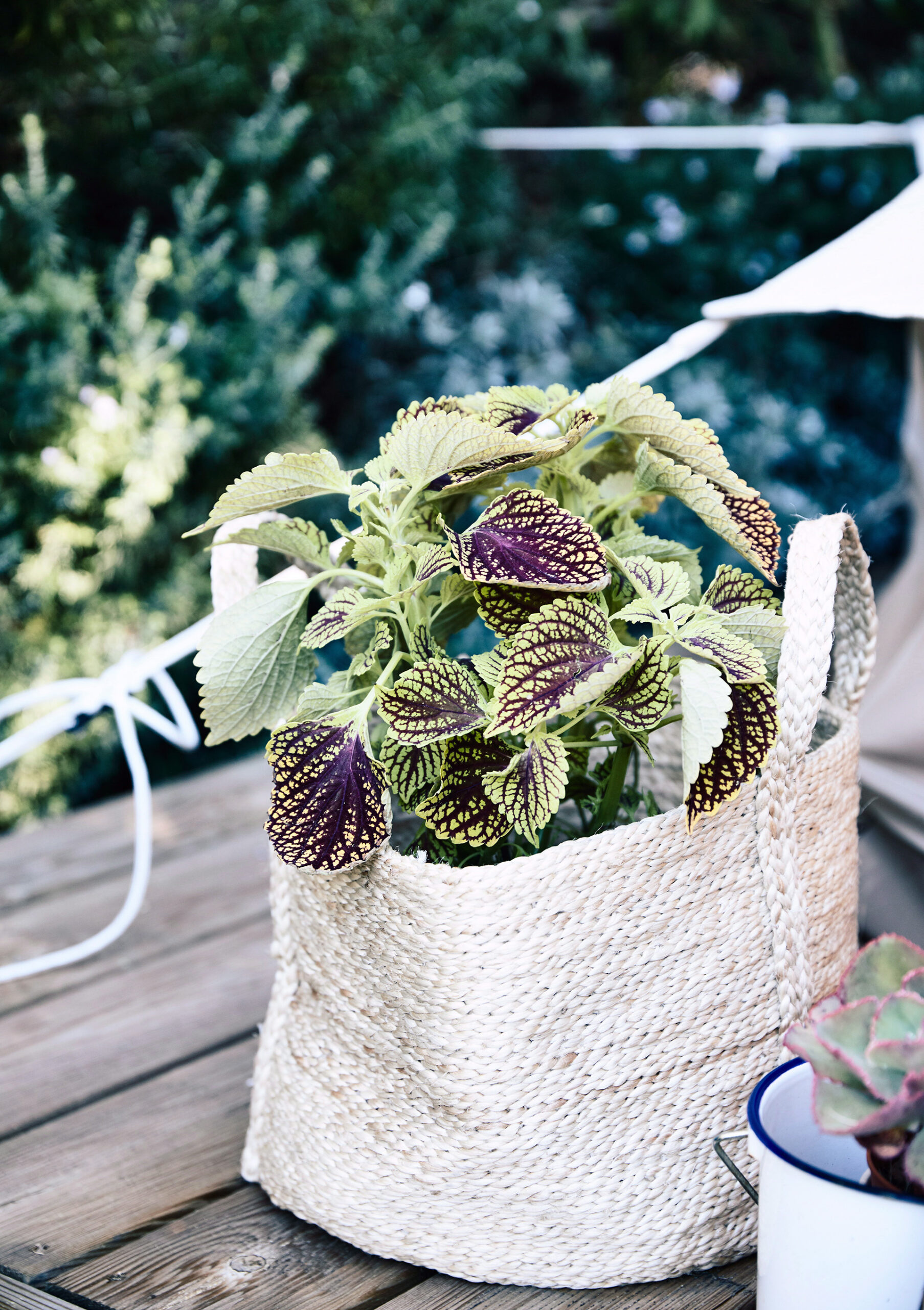 indoor plant with patterned leaves