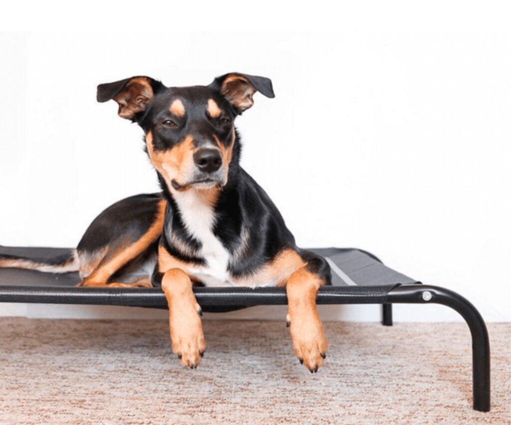 dog-beds-australia-black-dog-cot-bed