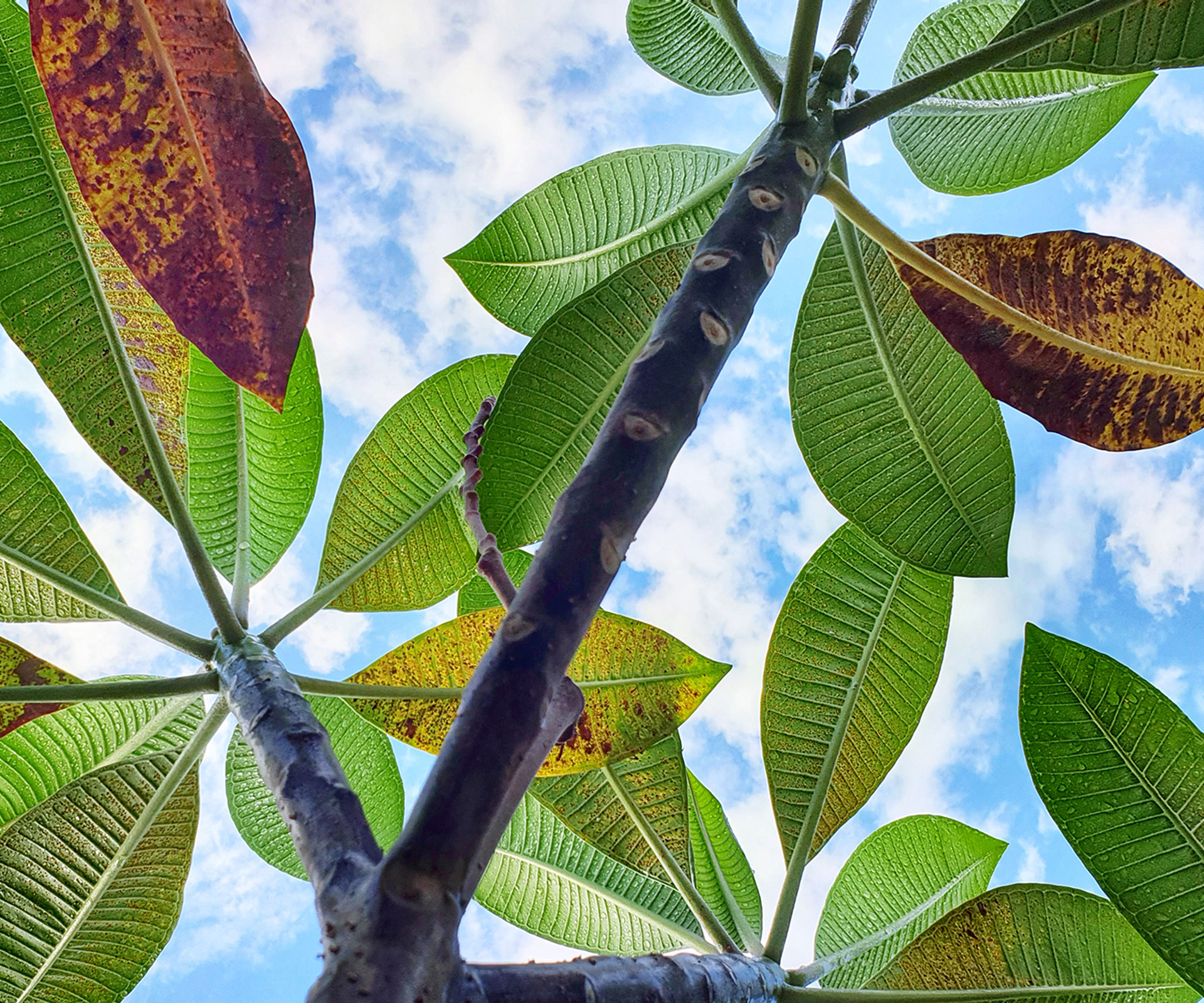 Disease: Frangipani rust
