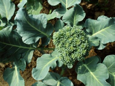 Getty-images-broccoli