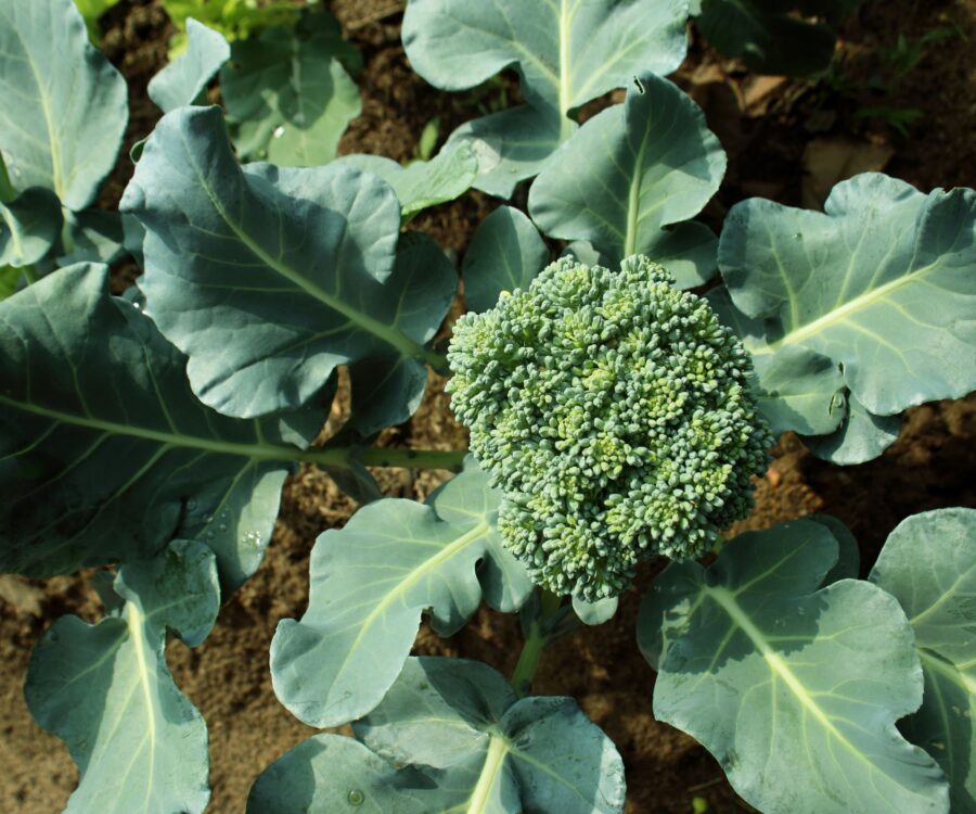 Getty-images-broccoli
