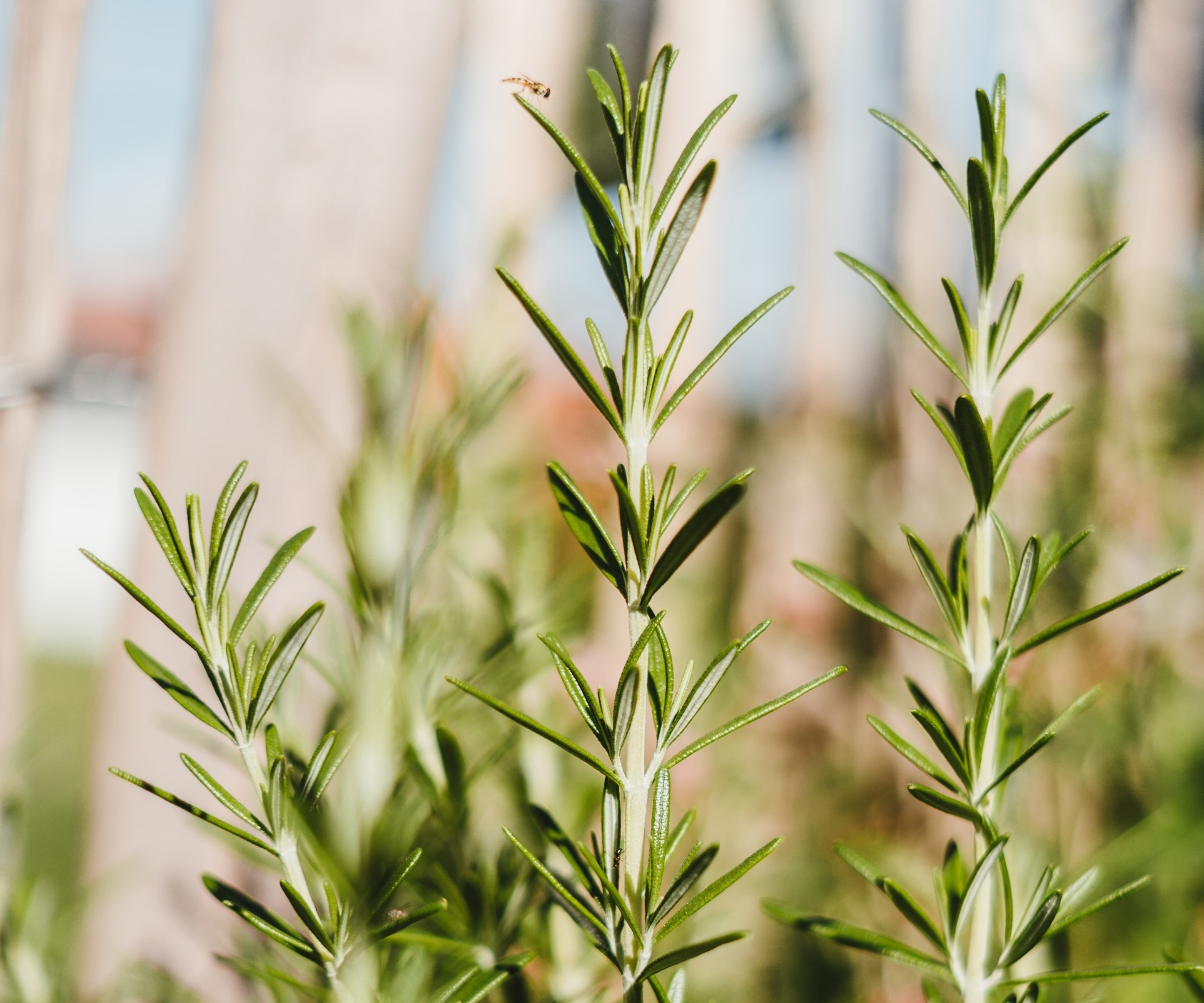 How to propagate rosemary from a cutting