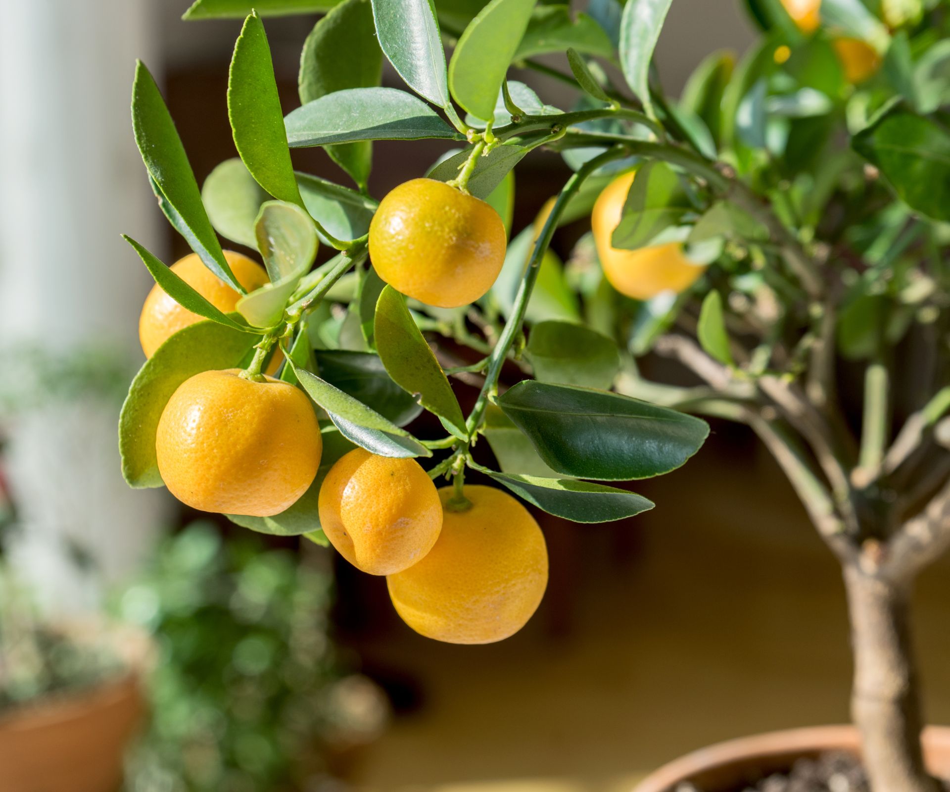 How to grow lots of fruit on your citrus trees