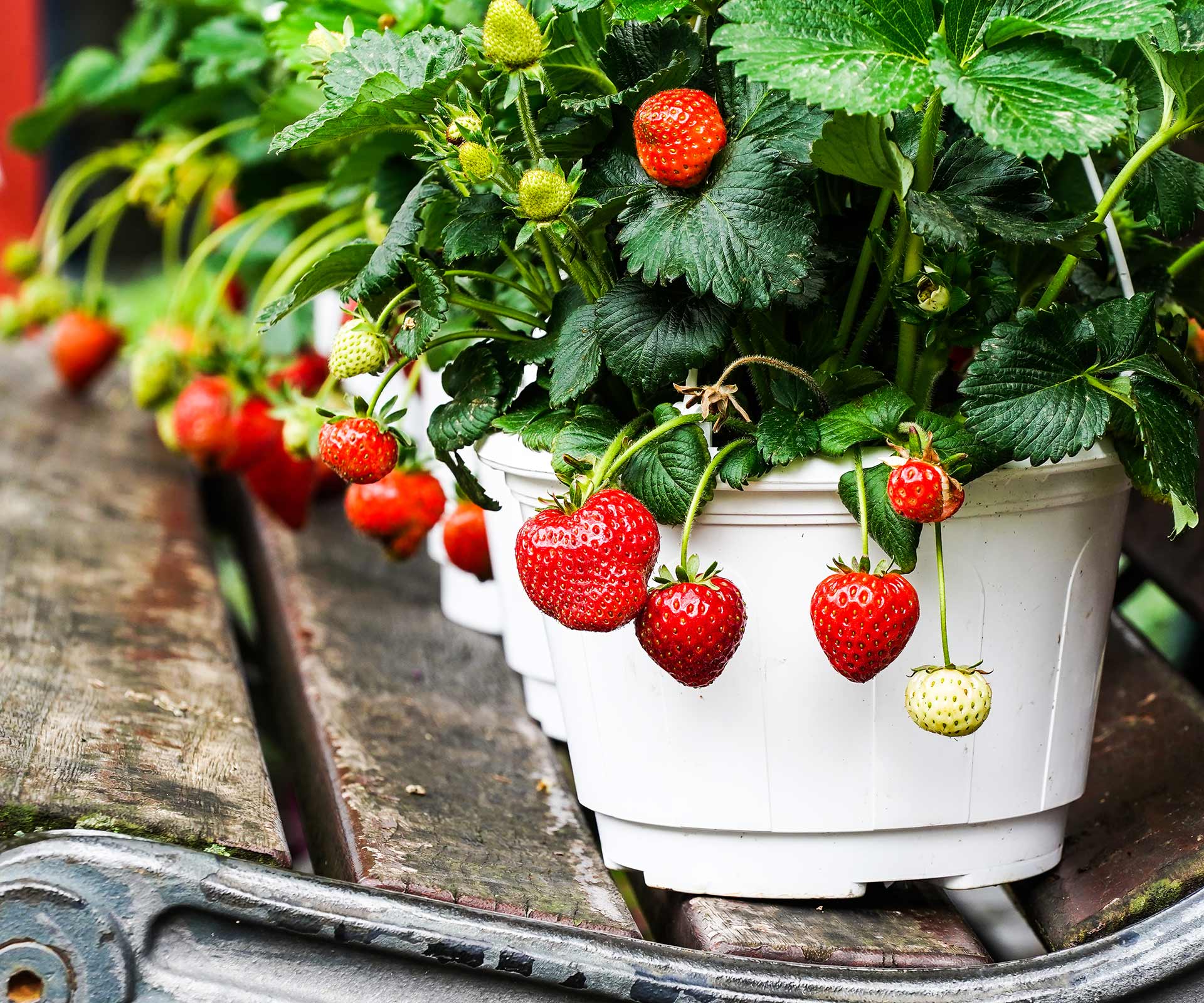 5 of the best fruit and vegetables to grow in pots and containers