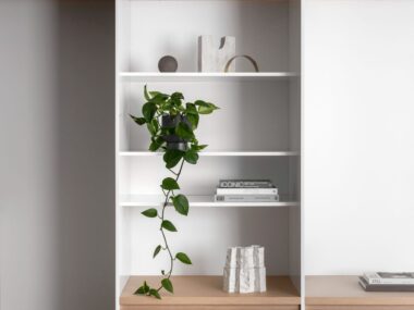 trailing-indoor-plants