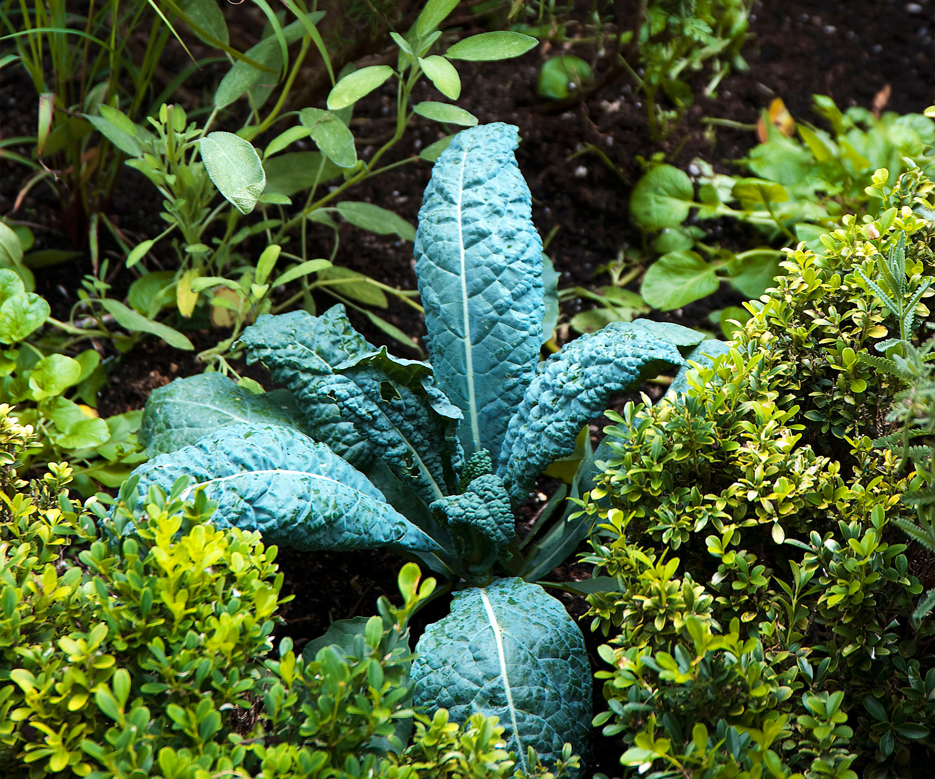 autumn vegetables to grow
