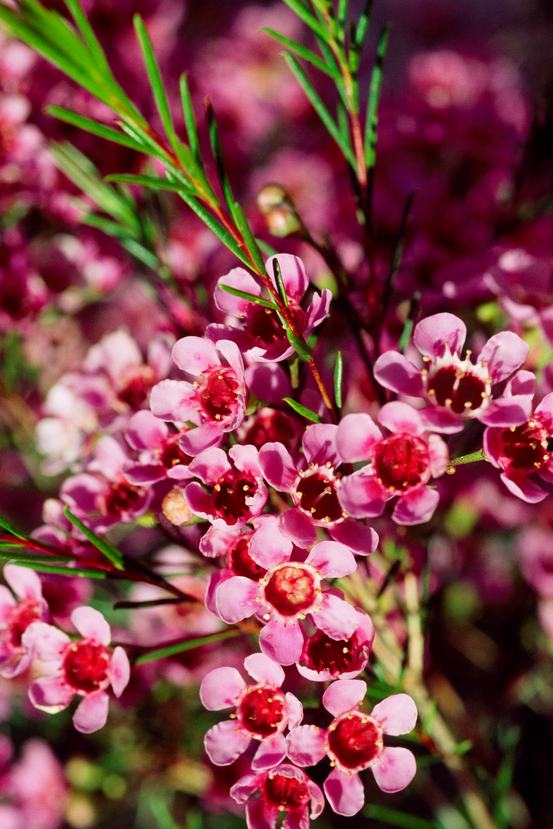 chamelaucium uncinatum