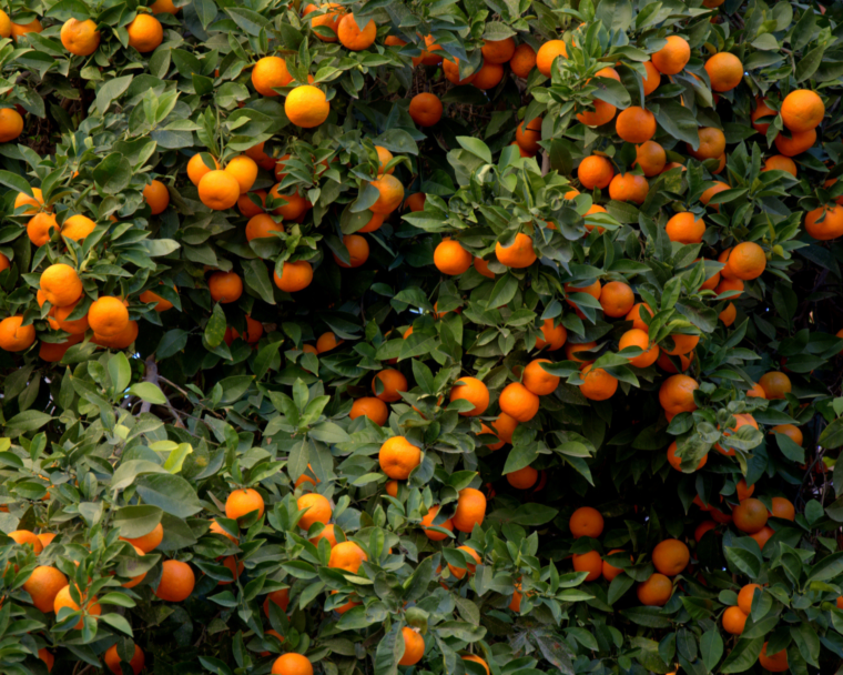 orange-orchard-getty
