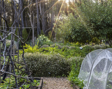 vegetable-garden-beds-bush-landscape